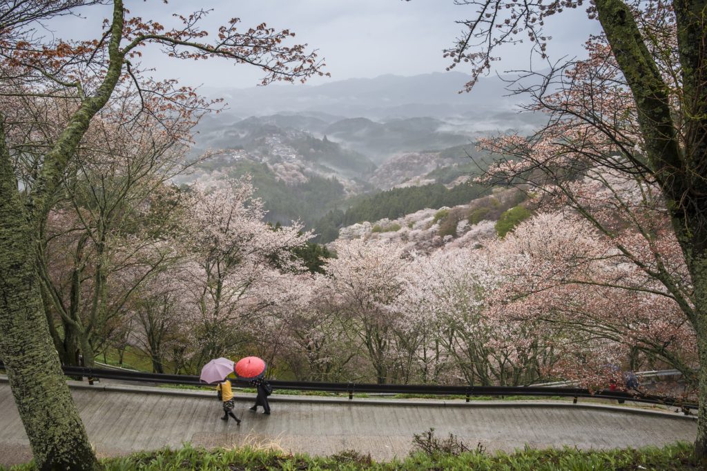The Best Places to See Cherry Blossoms in Japan this 2019